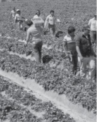 Murakami Farms